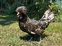 IMG_0685