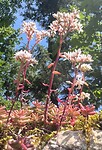 IMG_9936