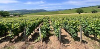 IMG_9967