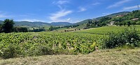 IMG_9982