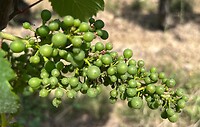 IMG_9984