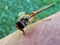 IMG_9931