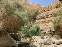 Wadi Arugot