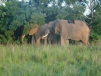 Elephants