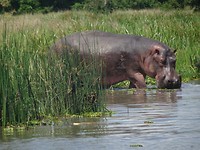 Hippo