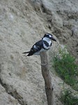 Kingsfisher