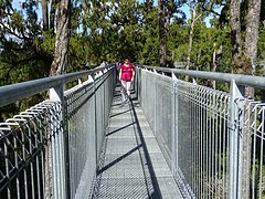 treetop walk s