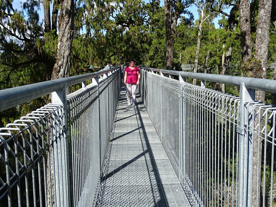 treetop walk s