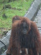Orang Oetang 4