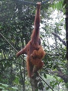 Orang Oetang 2