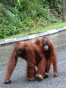 Orang Oetang 5