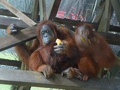 Orang Oetang 6