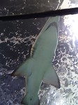 Sea life haai