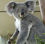 Zoo koala 3