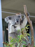 Zoo koala 1