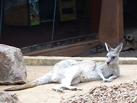 Zoo Kangoeroe 1