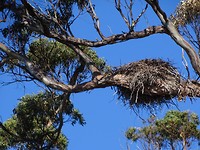 Nest zeearend