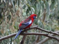 Vogel 1