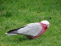 Papagaai 1