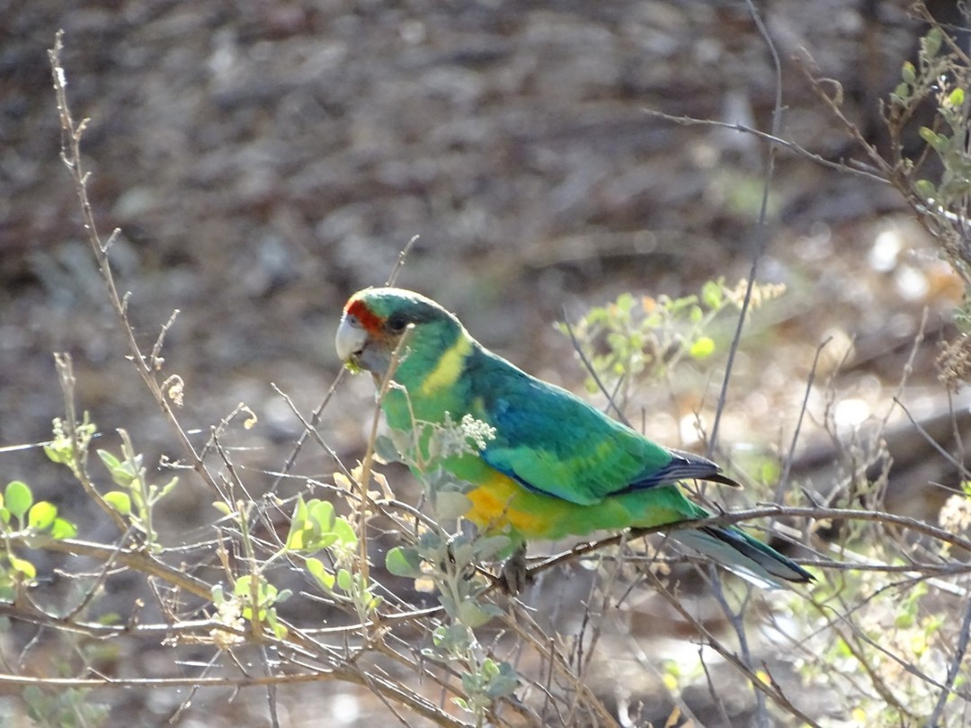 Flinders NP 3