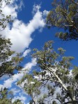 Flinders NP 2