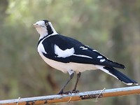 Flinders NP 4