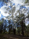 Flinders NP 1