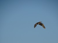 Bird 7