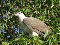 Bird 9
