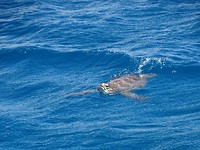 Schildpad