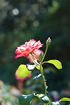 DSC07886