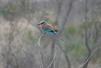 DSC05062