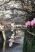 DSC07804