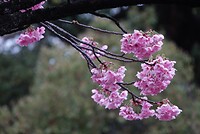 DSC07987