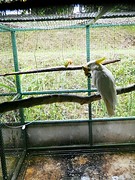 Kaketoes zijn heel gek op bananen!