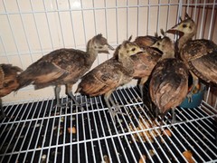 DSCN0326