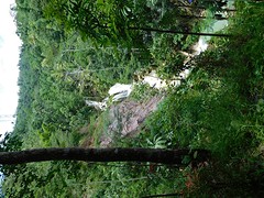 Kembang Soka 1