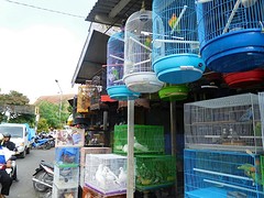 Malang 7