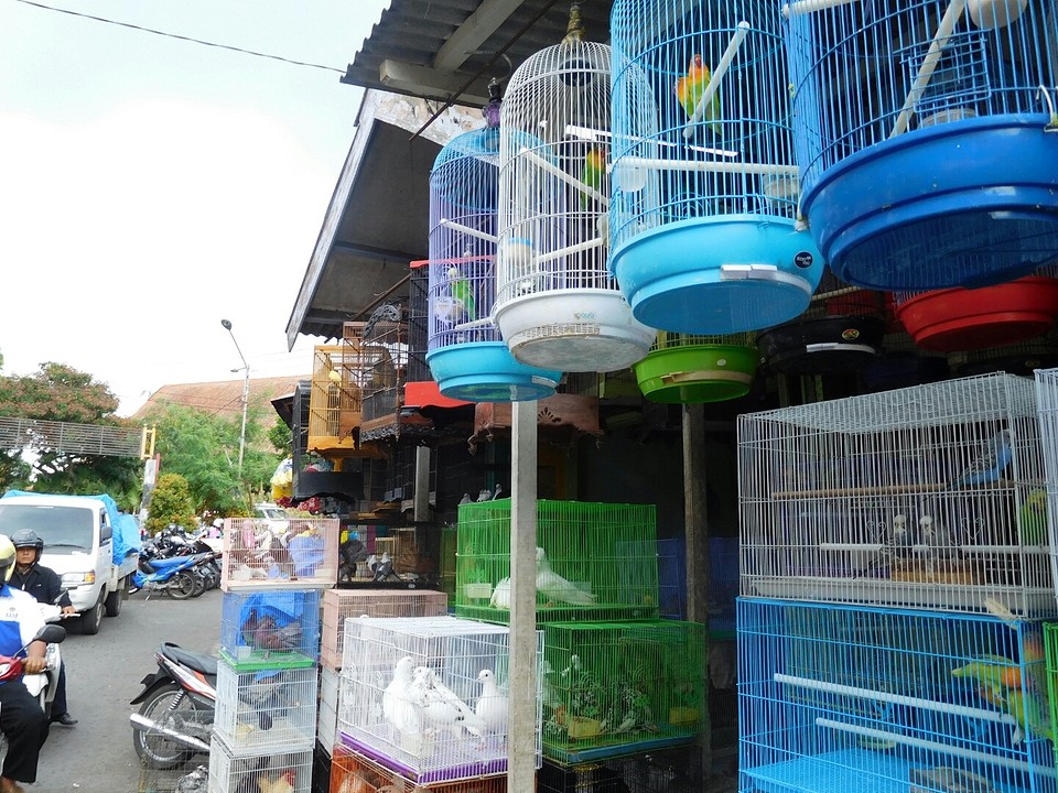 Malang 7