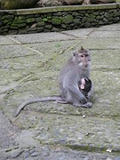 Monkey Forest!