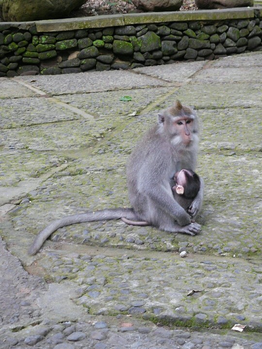 Monkey Forest!