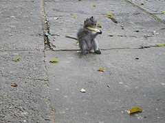 Monkey Forest!