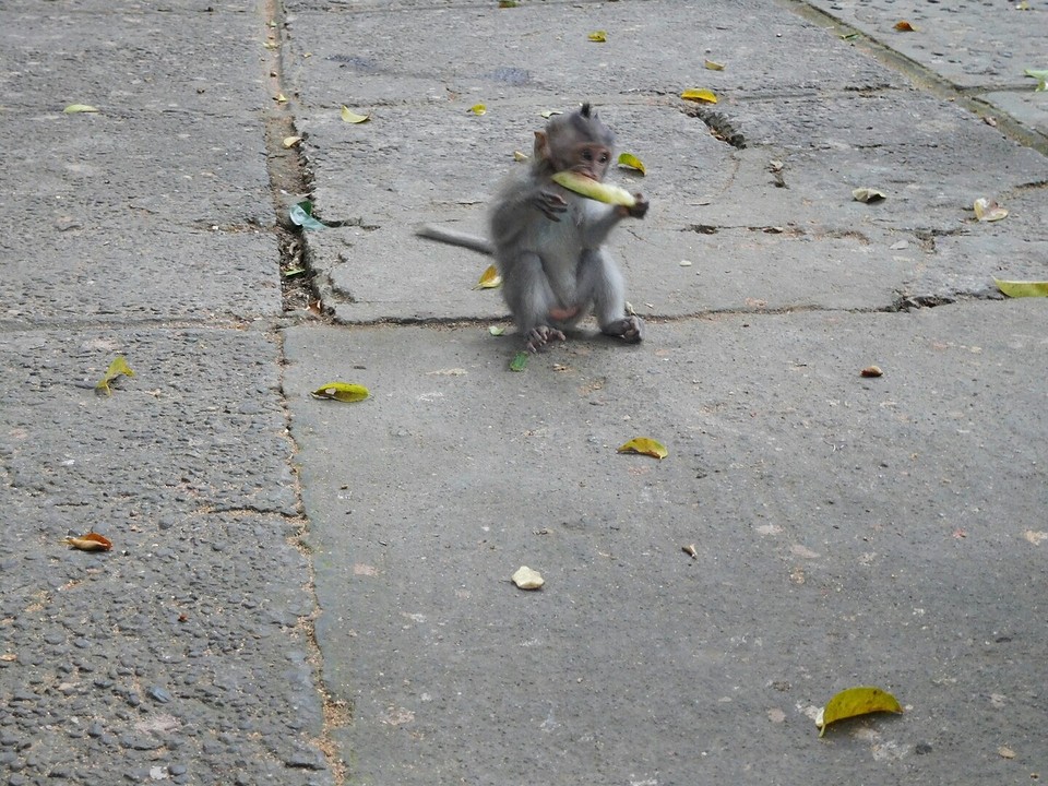 Monkey Forest!