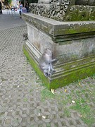 Monkey Forest!