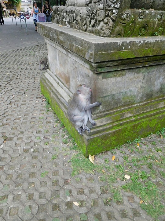 Monkey Forest!