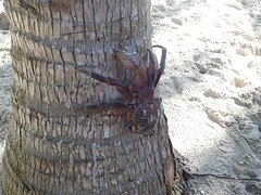 Sandi Beach!