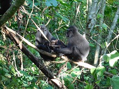 Black Macaques