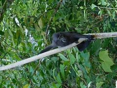 Black Macaque