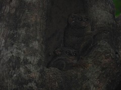 Tarsiers
