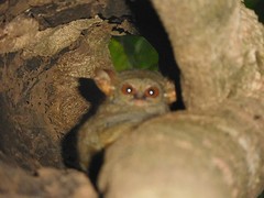Tarsier